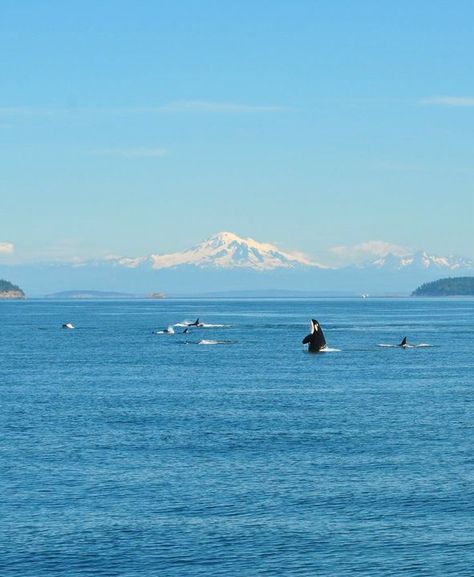 Orcas Island, WA. Whale watching offthe coast in August 2011. Orcas Island Washington, Washington Vacation, Fantastic Voyage, Orcas Island, San Juan Island, Evergreen State, San Juan Islands, Island Vacation, Whale Watching