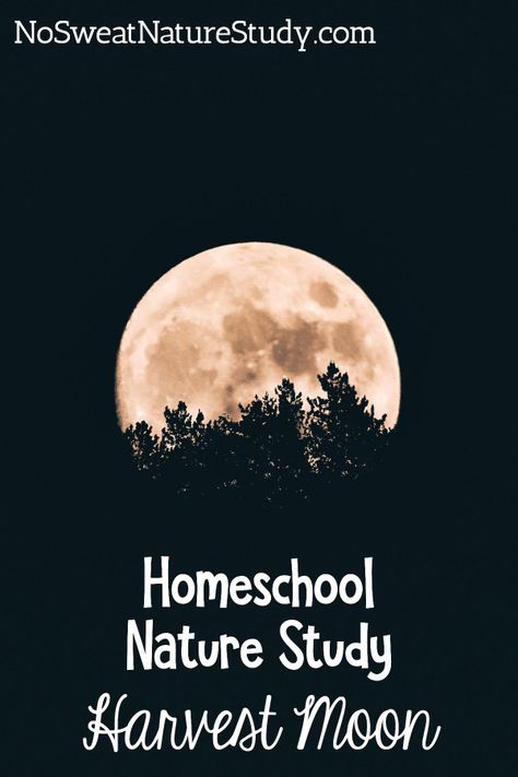 Homeschool Nature Study: The Harvest Moon Harvest Moon Homeschool, Autumn Equinox Homeschool, Harvest Moon Activities, Harvest Moon Craft, Harvest Moon Crafts For Kids, Harvest Moon Activities For Kids, Fall Home School Activities, Fall Equinox Activities For Kids, Harvest Moon Art