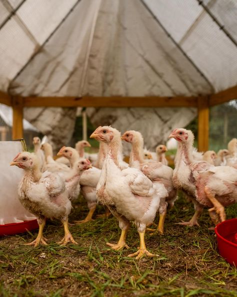 The chickens have moved all across the farm and have done surprisingly well in this heat! Our pastured, non-gmo chicken will be back on the menu next week so make sure you’re signed up for our menu newsletter to put in your order!🐓🍗 #pasturedpoultry #chickendinner #farmerlife #chickenfarmer #regenerativefarming Pastured Poultry, This Heat, On The Menu, The Menu, Non Gmo, The Farm, Chicken Dinner, Next Week, Make Sure