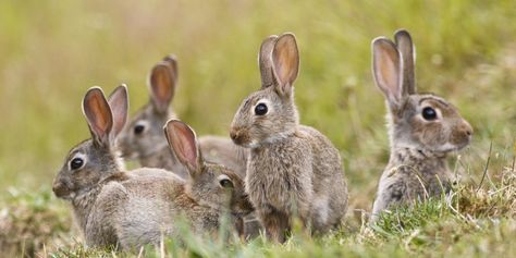 Do Rabbits Eat Lobelia? - GFL Outdoors Female Rabbit, Young Rabbit, Rabbit Pictures, Beautiful Rabbit, Rabbit Run, Wild Rabbit, Rabbit Eating, Benjamin Bunny, List Of Animals