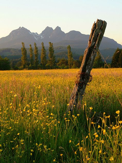 Fence post in buttercup field, Maple Ridge, BC    I just love this shot. The field is very representative of Maple Ridge, which is a community with a strong farming heritage. The Golden Ears Mountains, in the background, are visible from much of our area, and you can see other photos that I have taken which are on my Flickr account with the same mountains in the skyline. Maple Hills Aesthetic, Minnesota Wildflowers, Canadian Goldenrod, Canada Goldenrod, Wild Flowers Mountain, Maple Ridge, Wild Flower Meadow, Field Of Dreams, Neighborhood Guide