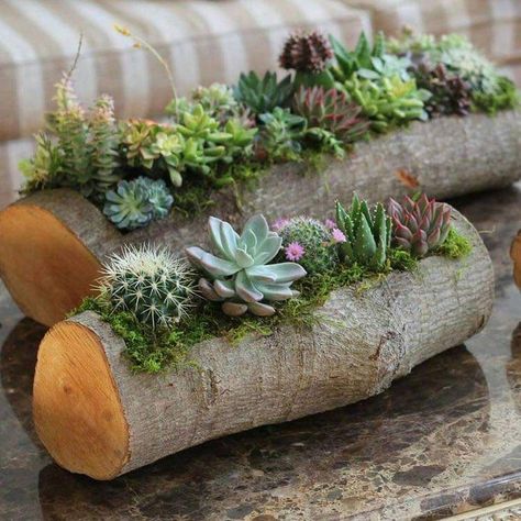 Kaktus Dan Sukulen, Succulent Planter Diy, نباتات منزلية, Cactus Diy, Garden Plan, Succulent Garden Diy, Fall Planters, Wooden Log, Perennial Shrubs