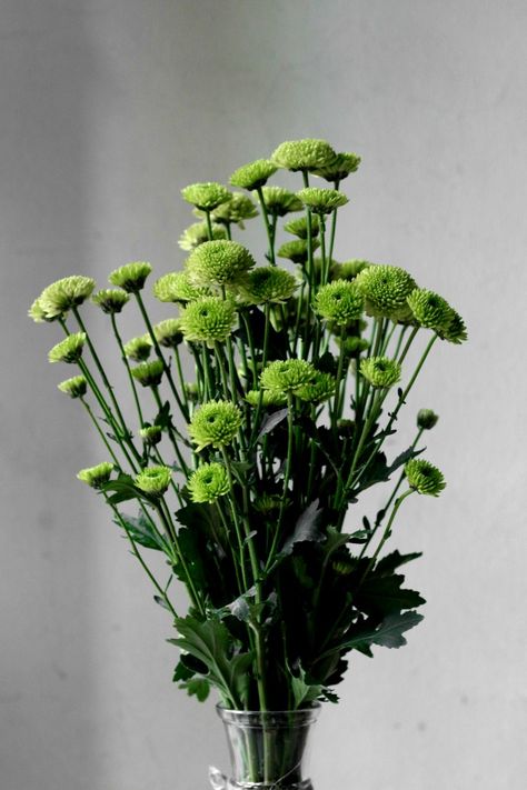 Green Chrysanthemum Bouquet, Chrysanthemum Flower Wedding, November Bujo, Green Chrysanthemum, Green Monochromatic, Chrysanthemum Bouquet, Graduation Bouquet, Book Edits, Mums Flowers