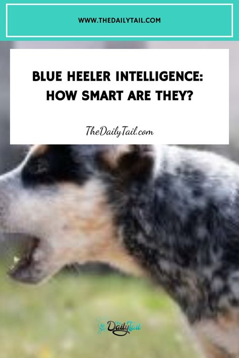 Blue Heeler Intelligence: How Smart Are They? Blue Cattle Dog, Cattle Dog Quotes, Herding Cattle, Heeler Dogs, Austrailian Cattle Dog, Smartest Dogs, Blue Heeler Dogs, Zest For Life, Red Heeler