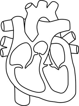 Anatomy Health Heart Human Science He Human Heart Outline, Heart Anatomy Drawing, Human Heart Drawing, Heart Diagram, Heart Anatomy, Heart Coloring Pages, Heart Outline, Printable Coloring Sheets, Heart Drawing