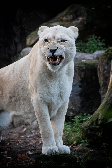 Albino Lion, White Panther, Savanna Animals, Friends Sketch, White Lion, Perfect Model, African Animals, Book Characters, Big Cats