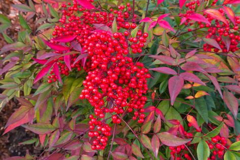 Nandina Domestica, Heavenly Bamboo, Sacred Bamboo, Nandina, Chinese Sacred Bamboo, Evergreen Shrubs, Shrubs with berries Nandina Plant, Heavenly Bamboo, Nandina Domestica, Bamboo Seeds, Plantain Lily, Broadleaf Evergreen, Fragrant Garden, Poisonous Plants, Garden Shrubs