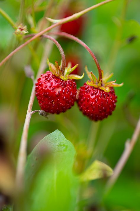 Little wild strawberries | Martin Baertges | Flickr Fruit Inspiration, Fragaria Vesca, Dreamy Garden, Strawberry Baby, Wild Berries, Wild Strawberry, Forest Plants, Beautiful Fruits, Wild Strawberries