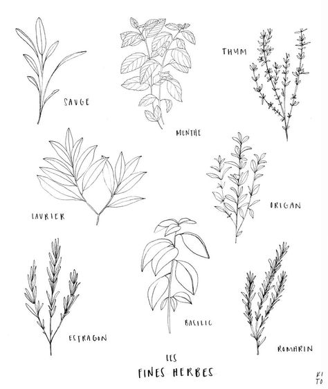 Herb Drawings Botanical Illustration, Herb Drawings Simple, Herb Doodles, Herb Tattoo Botanical Drawings, Herb Sketches, Tattoo Ideas Line, Tattoo Ideas Line Art, Herbs Tattoo, Outfit Ideas For Hot Weather