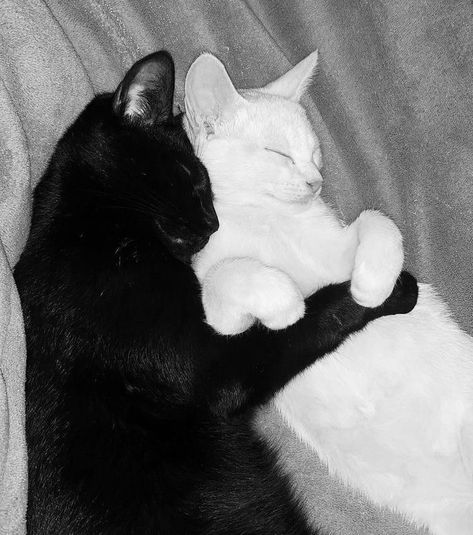 Black And White Cat Hugging, White And Black Cat Aesthetic, Black Cat And White Cat Together, Black And White Cat Aesthetic, Black Cat And White Cat, Two Black Cats, Jungle Aesthetic, Black And White Cats, Aesthetic Artsy