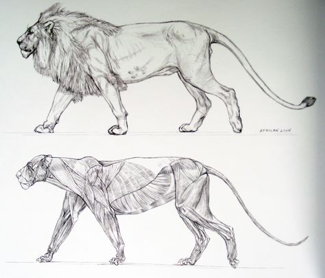 African Lion   Art - © Terryl Whitlatch Lion Drawing Side View, Lion Muscle Anatomy, Lion Anatomy Drawing, Lion Concept Art, Lion Muscle, Lion Side View, Lion Skeleton, Lion Reference, Lion Anatomy