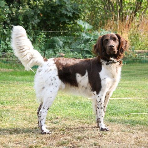 Munsterlander Dog, Small Munsterlander, Unusual Dog Breeds, Dog Types, Hunter Dog, Gordon Setter, Spaniel Art, Big Dog Breeds, Types Of Dogs