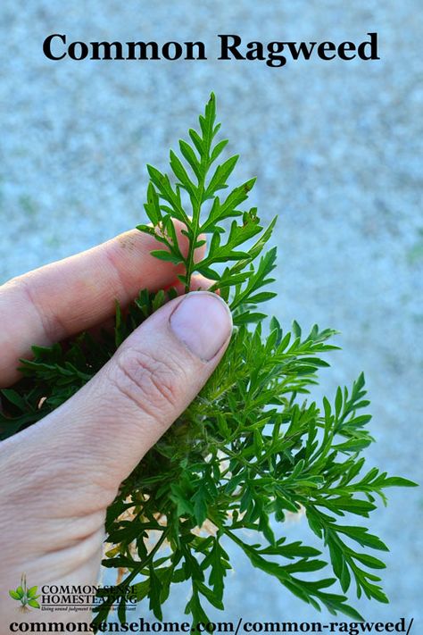 Ragweed Allergy Remedies, Ragweed Allergy, Florida Native Plants, Natural Remedies For Allergies, Allergy Remedies, Potager Garden, Wild Plants, Holistic Healing, Medicinal Plants