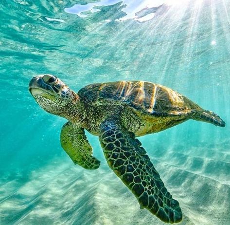 Sea turtle ocean underwater life beach aquarium dive scuba Turtles Swimming, Green Turtle, Sea Turtles, In The Ocean, A Sea, Sea Turtle, Turtles, Puerto Rico, The Ocean