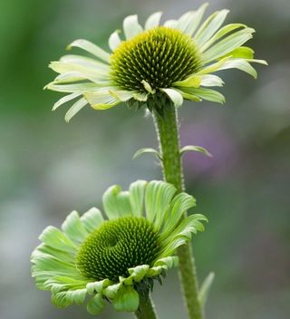 Alchemilla Mollis, Flower Seedlings, Deadheading, Sarah Raven, Biennial Plants, Garden Vases, Echinacea Purpurea, Plant Delivery, 강아지 그림