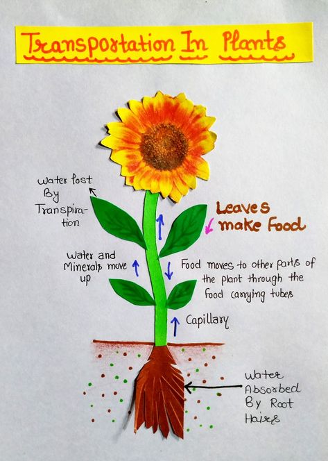 Transportation in plants chart diagram #biology #transportation #plants #drawing #craft Plant Transport System, Transport In Plants Biology Notes, Human Eye Diagram, Eye Diagram, Crop Science, Biology Drawing, Plant Biology, Biology Plants, Science Drawing