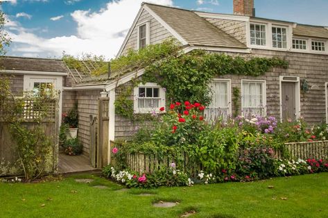 Cape Cod Beach House, Cape Cod Landscaping, Front Yard Flowers, Cape Cod Beach, Kinds Of Flowers, Big Leaf Hydrangea, Cape Cod Style House, Perennial Bulbs, Ranch Exterior