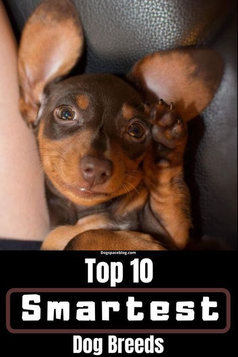 Top 10 Smartest Dog Breeds Train Puppy, Smartest Dog Breeds, Helpful Things, Fur Mom, Basic Needs, Train Your Dog, Smart Dog, Puppy Breeds, Pet Hacks