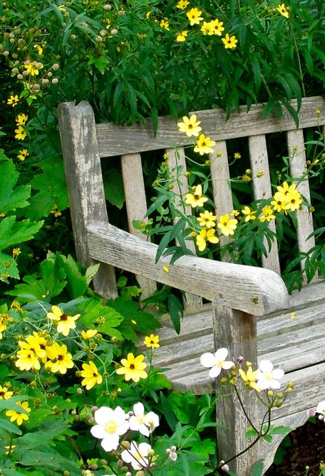 Thunbergia garden bench Cottage Garden Ideas, Yellow Cottage, Beautiful Cottages, Pallet Garden, Love Garden, Garden Seating, Garden Bench, Colorful Garden, Country Gardening