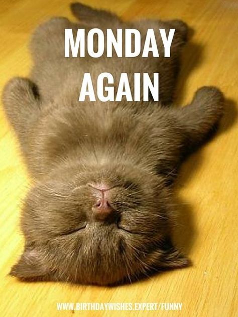 Monday Funny Quotes, Mondays Funny, Monday Funny, Monday Cat, Quotes Message, Funny Monday, Funny Good Morning Messages, Monday Pictures, Monday Humor Quotes