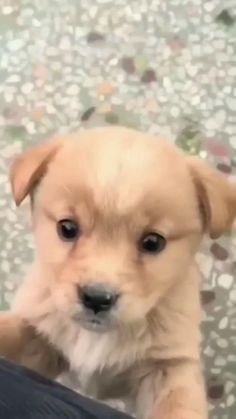 Puppy Barking, Very Cute Puppies, Cute Animals Puppies, Very Cute Dogs, Cute Puppy Videos, Cute Little Puppies, Puppy Care, Baby Puppies