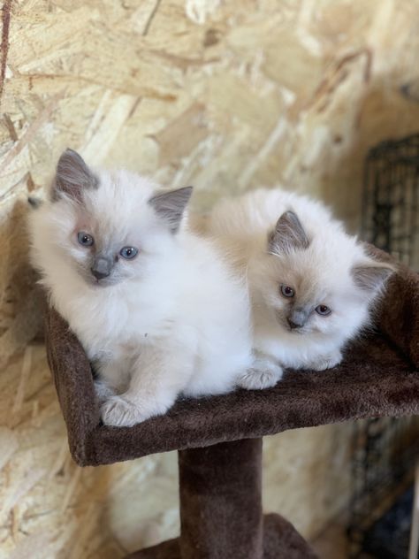 Ragdoll Cats For Sale | Lancaster, PA Rag Doll Kittens, Ragdoll Cats For Sale, Cat Breeds Ragdoll, Ragdoll Kittens For Sale, Ragdoll Kittens, Lancaster Pennsylvania, Ragdoll Cats, Ragdoll Kitten, Cats For Sale