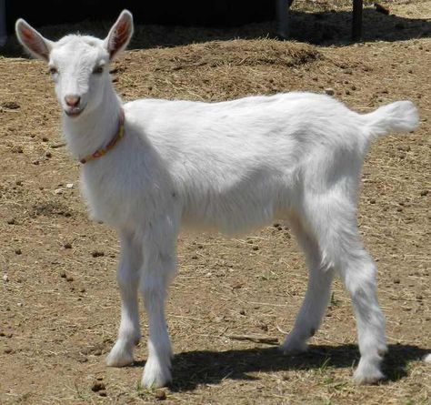 artist reference  goat | Saanen Goats | Galloping Winds Ranch Saanen Goats, Goat Picture, Artist Reference, Animal Reference, Dairy Goats, Goats, Florence, Dairy, Birds