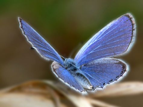 beautiful-blue-butterfly Photo Papillon, Butterfly Family, Blue Butterfly Wallpaper, Papillon Butterfly, Butterfly Species, Blue Butterflies, Butterfly Photos, Extinct Animals, Butterfly Wallpaper