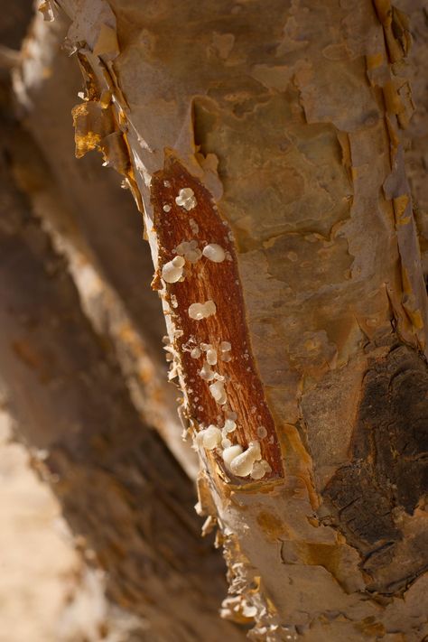 Boswellia Benefits, Boswellia Tree, Ramadan Package, Frankincense Tree, Frankincense Benefits, Living Libations, Frankincense Resin, Frankincense Myrrh, Fragrance Ingredients