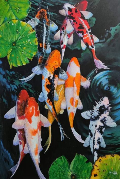 Koi Fish Images, Koi Fish From Above, Fish Aesthetic Icon, Koi Fish Real, Koi Fish Wallpaper Iphone Aesthetic, Koi Underwater, Koi Fish Pictures, Koi Fish Reference, Koi Mural