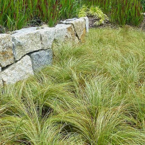 Carex Comans, Carex Oshimensis, Window Garden, Bathroom Window, Garden Windows, Grasses, Outdoor Design, Native Plants, Beautiful Gardens