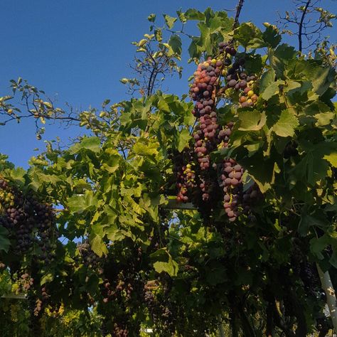 Grape Vines Aesthetic, Grape Vine Aesthetic, Grapevine Aesthetic, Diluc Aesthetic, Dionysus Cabin, Dawn Winery, Grape Aesthetic, Grapes Aesthetic, Grapes Garden