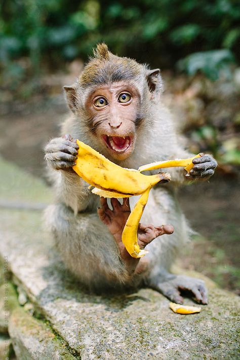 Monkey and banana in the Ubud Monkey Forest, Bali. Cameron Zegers for Stocksy United. Monkey Pics, Monkey And Banana, Animal Fun, Pet Monkey, A Monkey, Monkey Business, Cute Monkey, Animal Pics, Wild Animal