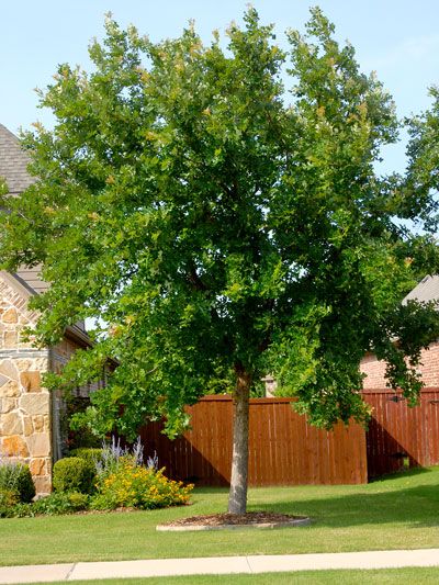 Best shade trees for north Texas. Best Backyard Trees, Best Trees For Privacy, Best Shade Trees, Texas Trees, Fast Growing Shade Trees, Trees For Front Yard, Backyard Trees, Backyard Garden Layout, Backyard Shade