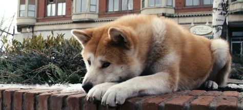 Hachiko Movie, Hachiko A Dog's Story, Hachi A Dogs Tale, A Dog's Tale, Japanese Akita, Dog Waiting, Dog Movies, Shiba Inu Puppy, Akita Dog