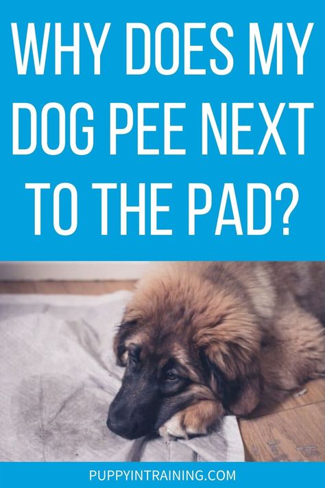 Why Does My Dog Pee Next To The Pad? - dog laying down next to soiled potty pad Indoor Pet Potty Area, How To Train Your Dog To Use Pee Pads, Puppy Pee Pad Ideas, Pee Pad Holder Ideas, Pee Pad Training Puppies Dogs, Indoor Dog Potty Diy, Indoor Dog Potty Area, Dog Potty Diy, Dog Potty Patch