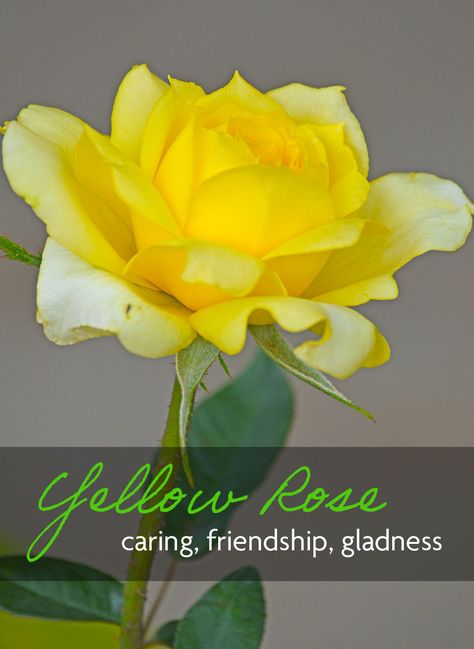 Yellow Roses Friendship, Yellow Rose Meaning, Roses Varieties, Roses Meaning, Rose Color Meanings, Flower Symbolism, Friendship Rose, Rose Meaning, Yellow Rose Flower