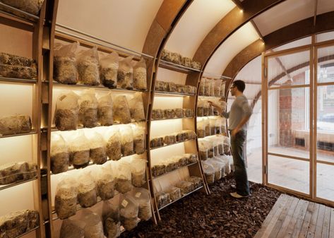 Olson Kundig — Mushroom Farm at [storefront] Olson Kundig Apothecary Business, Mushroom Farming, Mushroom Farm, Olson Kundig, Zero Waste Store, Farm Plans, Mushroom Cultivation, Dream Food, Gardening Inspiration