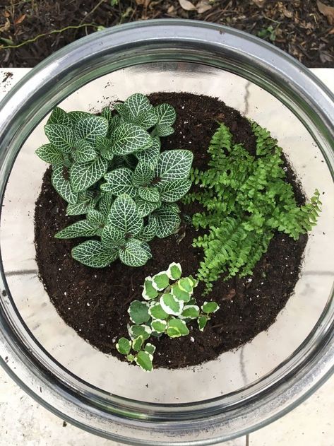 Terrariums Diy, Closed Terrarium, Open Terrariums, Taman Air, Nerve Plant, Terrarium Supplies, Terrarium Ideas, Diy Terrarium, Beautiful Terrariums