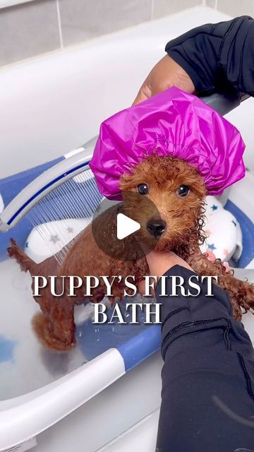 Micah Enriquez on Instagram: "First bath for our 10 week old toy poodle puppy Teddy 🐻 IB: @reignstormpit 🤩  #dogbath #dogbathroutine #asmr #toypoodle #doggrooming #dogmom #toypoodlepuppy #puppy #puppybath #dogsofinstagram #puppyroutine #dogspa #fyp #explorepage #asmrsounds   puppy bath tips puppy bath schedule puppy bath products luxury puppy bath routine puppy night routine" Puppy Storage Ideas, Toy Poodle Accessories, Puppy Hygiene, Puppy Skincare, Dog Morning Routine, Puppy Set Up Ideas, Dog Bath Routine, Dog Bath Essentials, Puppy Bath Time