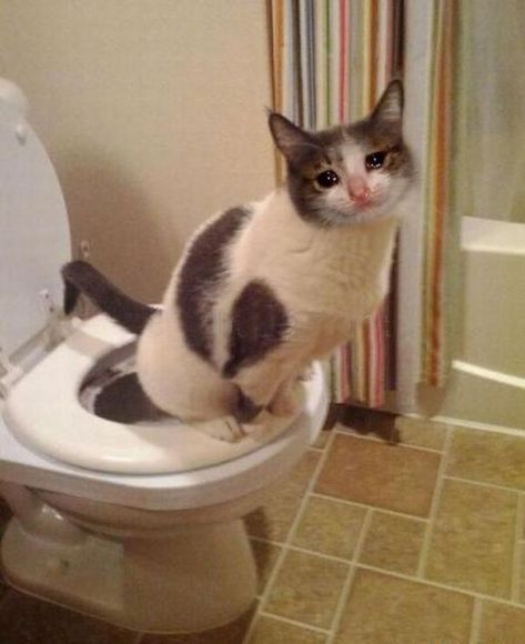 Poop Meme, Raising Kittens, Cat Crying, Cat Seat, Cat Toilet, Cat Tags, Cat Training, Funny Cat Pictures, Cat Aesthetic