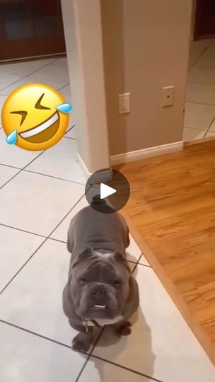 Animal Funnies, Puppy Barking, Talking Dog, Dog Haircuts, What Dogs, Puppies Funny, Cute Funny Dogs, Funny Dog Videos, Dog Gifs