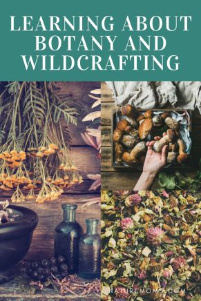 Learning About Botany and Wildcrafting #wildcrafting #herbalism #homesteading #foraging #wildedibles #herbs Forest Food, Mushrooms Forest, Edible Weeds, Herbal Education, Wild Food Foraging, Wild Berries, Herbal Tinctures, Herbal Healing, Food Forest