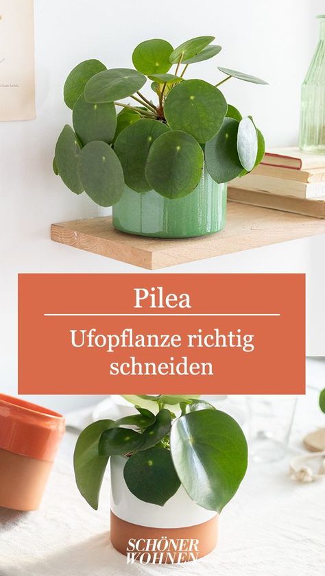 Ein Schnitt ist bei der Pilea peperomioides nicht notwendig, er sorgt allerdings bei jungen Ufopflanzen für einen kompakteren und dichteren Wuchs. Zu lange Triebe können im Frühjahr ebenfalls gekürzt werden. Mothers Day Gif, Pilea Peperomioides, Love Garden, Green Rooms, Green Life, Balcony Garden, Urban Jungle, Vertical Garden, Good Advice