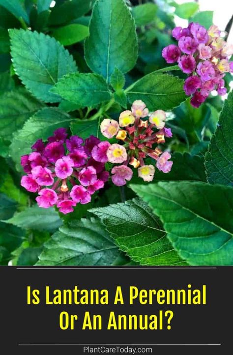 Lantana plants grow as perennials in the south and as annuals in the north. [DETAILS] Pruning Lantana, Lantana Bush, Lantana Plant, Plant Goals, Plant Growing, Garden Help, Flower Gardening, Beautiful Flowers Garden, Propagating Plants