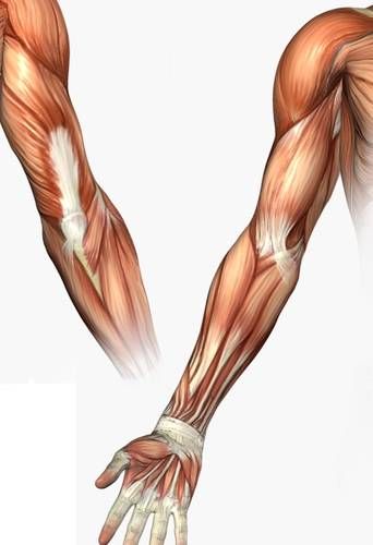 Arm Anatomy, Human Anatomy Reference, Muscle Structure, Medical Device Design, Gross Anatomy, Anatomy Practice, Face Anatomy, Man Anatomy, Muscle Anatomy