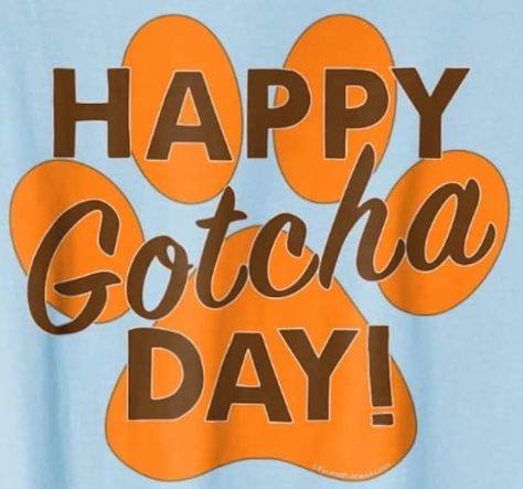 National Rescue Dog Day, Happy Gotcha Day Dogs, Gotcha Day Dog, Adoption Anniversary, Happy Gotcha Day, Bichon Frise Puppy, Happy Birthday Dog, Dogs Stuff, Birthday Dog