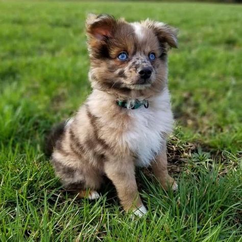 Husky Mixed With Pomeranian, Aussie Pomeranian Mix Puppy, Aussiepom Puppies, Aussie Pomeranian, Mini Pomeranian Puppies, Pomeranian Mix Puppies, Golden Retriever Mix Puppies, Australian Shepherd Husky, Dalmatian Mix