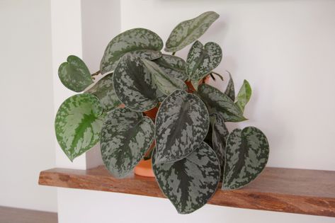 Scindapsus Exotica, Scindapsus Pictus Exotica, Scindapsus Pictus, Desert Rose Plant, Easy Plants To Grow, Buy Plants Online, Pothos Plant, Plant Diseases, Butterfly Bush