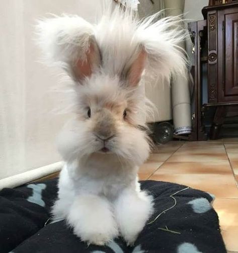 Beautiful Creatures and Nature Creations | You Got to be Kidding's Blog Regnul Animal, Angora Rabbit, Funny Bunnies, Baby Bunnies, White Rabbit, Cute Creatures, Sweet Animals, Funny Animal Pictures